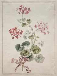 Een verzameling bloemen getekend uit de natuur: Nr. 6 - Scharlaken en bonte geranium, 1801