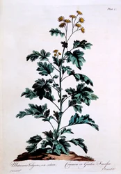 Gewone of Tuin Kamille, illustratie uit 