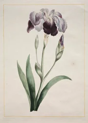 Japanse iris (grote blauwe iris)