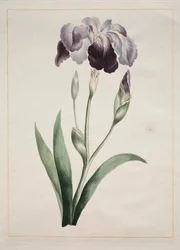 Japanse Iris Grote Blauwe Iris, 1801
