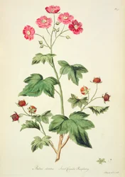 Framboos: Sweet Canada (pl.45) uit 