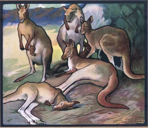 Kangoeroes