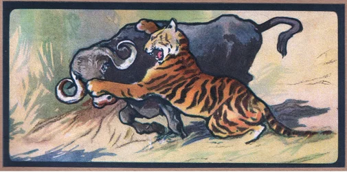 Tijger en Buffel