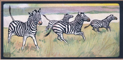 Zebra