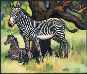 Zebra
