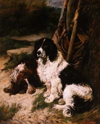 Bruin en Wit en Zwart en Wit Spaniel