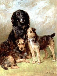 Huisdieren