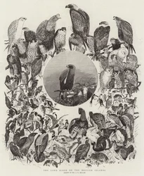 De Landvogels van de Britse Eilanden