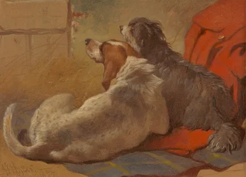Een Jachthond en een Baardcollie zittend op een Jachtjas