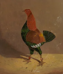 Vechthanen: een vechthaan met donkere borst, naar links gekeerd