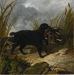 Een Ierse waterspaniël die een wilde eend apporteert, 1849