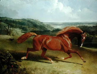 Galopperend paard in een landschap