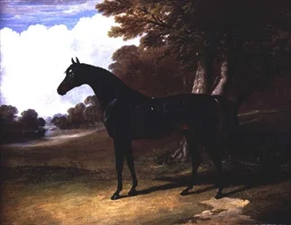 Gaucus, een donkerbruine paard in een boslandschap