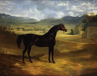 Jack Spigot, een donkerbruine renpaard in een paddock bij Bolton Hall, 1824