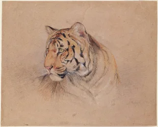 Tijger