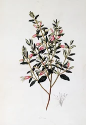 Correa Reflexa, tekening door John Frederick Miller