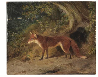 De rode vos