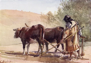 Ploegen op de Olijfberg