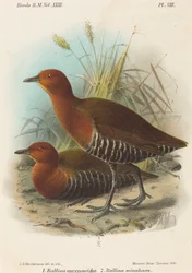 Vogels van de Filipijnen