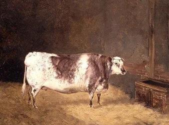 Shorthorn Koe