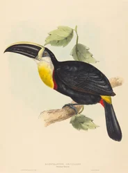Osculant toekan Ramphastos osculans