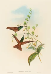 Diphogena aurora Gould