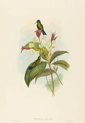 Eucephala caerulea Blauwkin Saffier