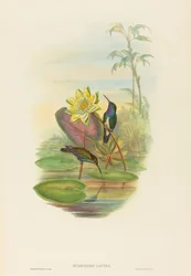 Hylocharis lactea Saffierborstsmaragd