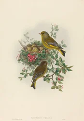 Ligurinus chloris Groenling
