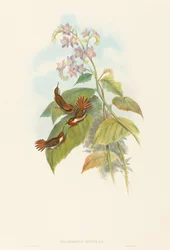 Selashorus scintilla Scintillant Kolibrie. Makers: John Gould, Henry Constantine Richter