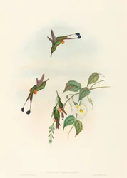 Spathura rufocaligata Roodlaars Racket-Staart. Makers: John Gould, Henry Constantine Richter