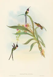 Tharmastura enicura Slender Shear-Tail. Makers: John Gould, Henry Constantine Richter