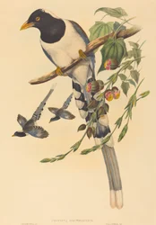 Urocissa magnirostris, waarschijnlijk 1850-1883