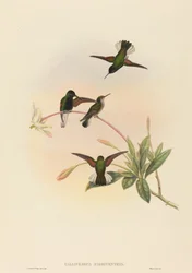 Callipharus nigriventris Zwartbuik Kolibrie