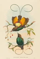 Diphyllodes chrysoptera Prachtige Paradijsvogel