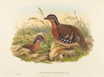 Roodborst Bamboepatrijs Bambusicola Hyperythra. Makers: John Gould, William Matthew Hart