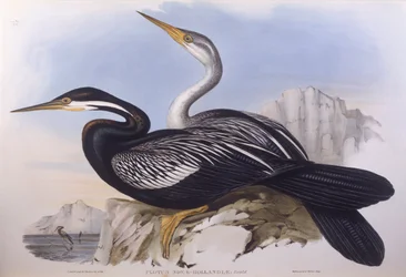 Australische slanghalsvogel (Anhinga novaehollandiae), gravure door John Gould