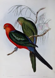 Australische koningsparkiet (Alisterus scapularis), gravure door John Gould (1804-1881) en Henry Constantine Richter (1821-1902). Verenigd Koninkrijk