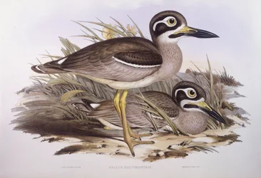 Stranddikkop (Esacus magnirostris of Burhinus giganteus), Gravure door John Gould