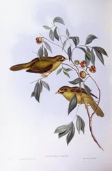 Klokmijnwerker (Manorina melanophrys), Gravure door John Gould