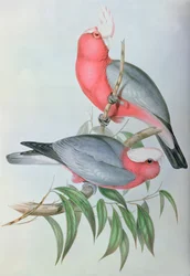 Vogels van Azië
