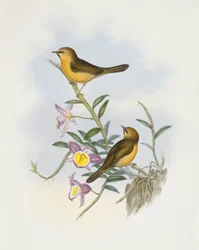 Zwartkinbabbelaar (Stachyris pyrrhops), Gravure door John Gould