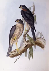 Bruine Waterspreeuw (Cinclus pallasii), Gravure door John Gould