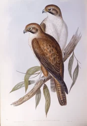 Bruine valk (Falco berigora occidentalis), Gravure door John Gould