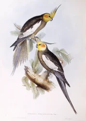 Valkparkiet (Nymphicus hollandicus), gravure door John Gould