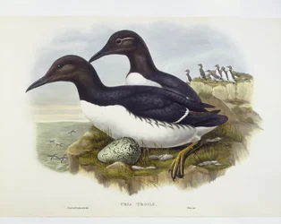 Zeekoet (Uria aalge), gravure door John Gould, William Hart, H C Richter