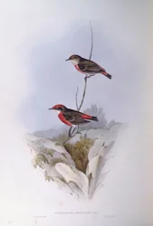 Roodborsttapuit (Epthianura tricolour), gravure door John Gould