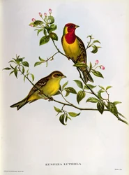 Euspiza Luteola, 19e eeuw