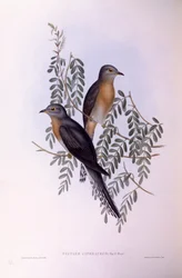 Waaierstaartkoekoek (Cacomantis flabelliformis), gravure door John Gould