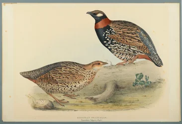 Francolinus Vulgaris: Europese Francolin